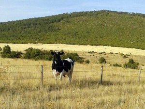 Firari tosun 2 ay sonra bulundu!