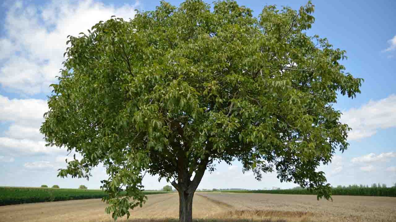 Rüyada Ceviz ağacı görmek ne anlama gelir?