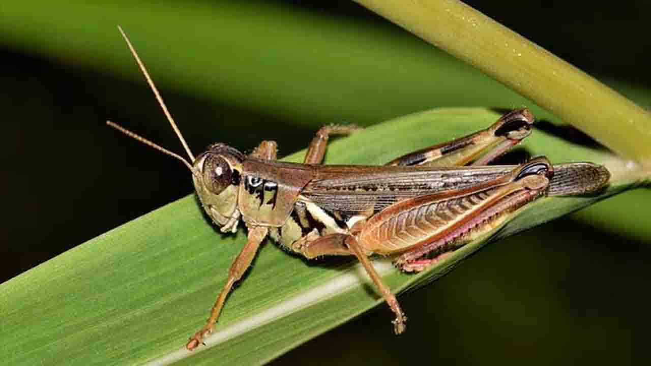 Rüyada Cırcır böceği görmek ne anlama gelir?