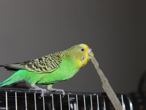 Tarhana yiyen muhabbet kuşu gördünüz mü?