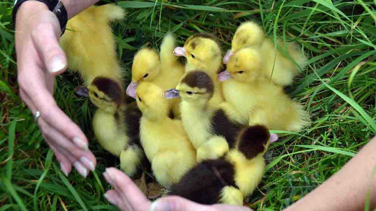 Rüyada Civciv görmek ne anlama gelir?