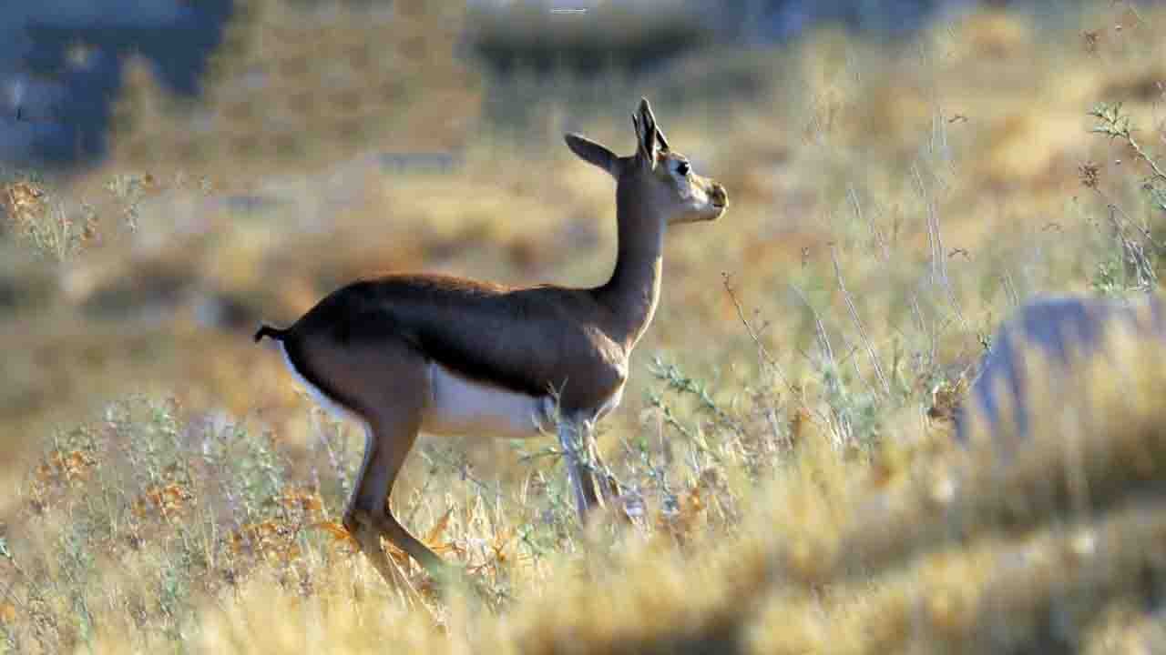 Rüyada Ceylan görmek ne anlama gelir?