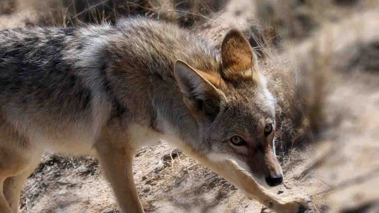 Rüyada Çakal görmek ne anlama gelir?