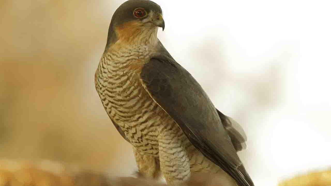 Rüyada Çakır Kuşu görmek ne anlama gelir?