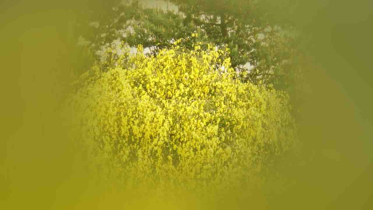 Rüyada Çalı görmek ne anlama gelir?