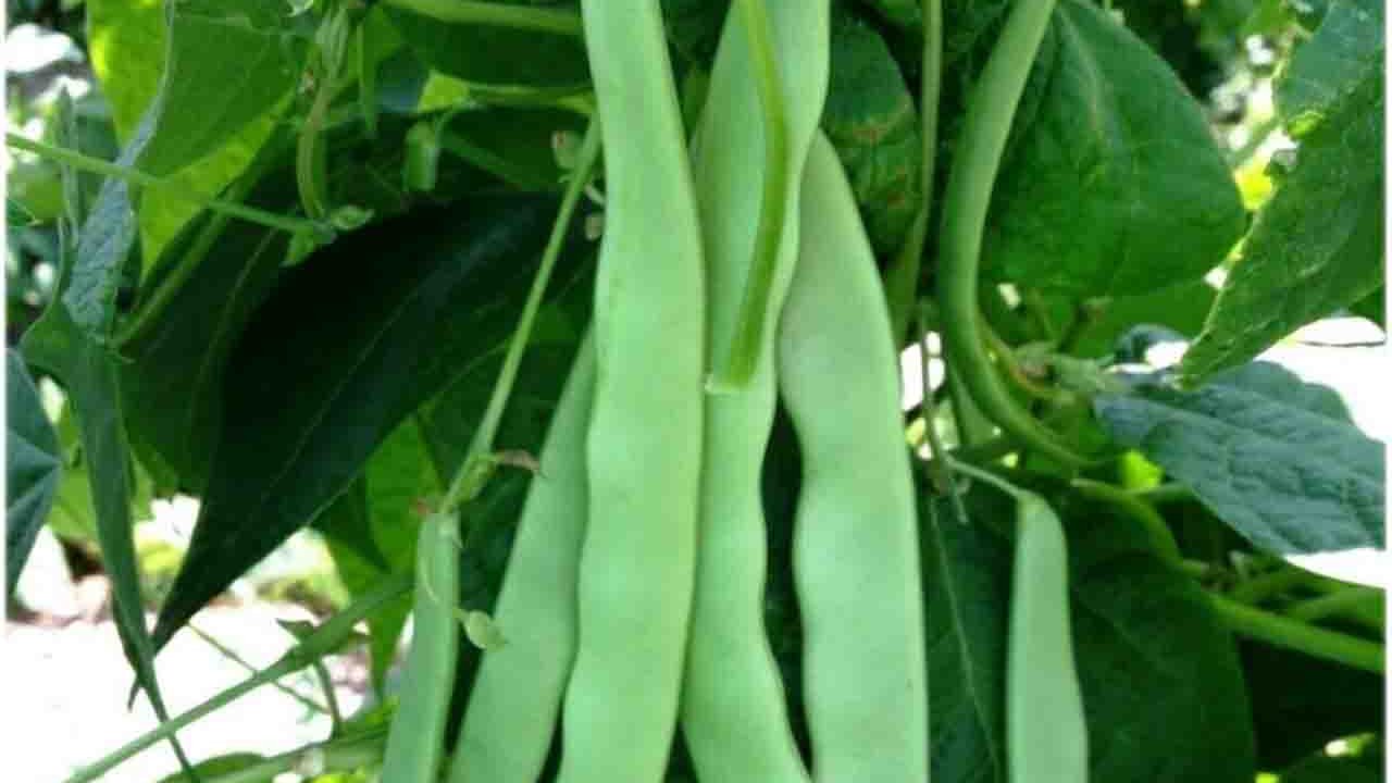 Rüyada Çalı fasulyesi görmek ne anlama gelir?