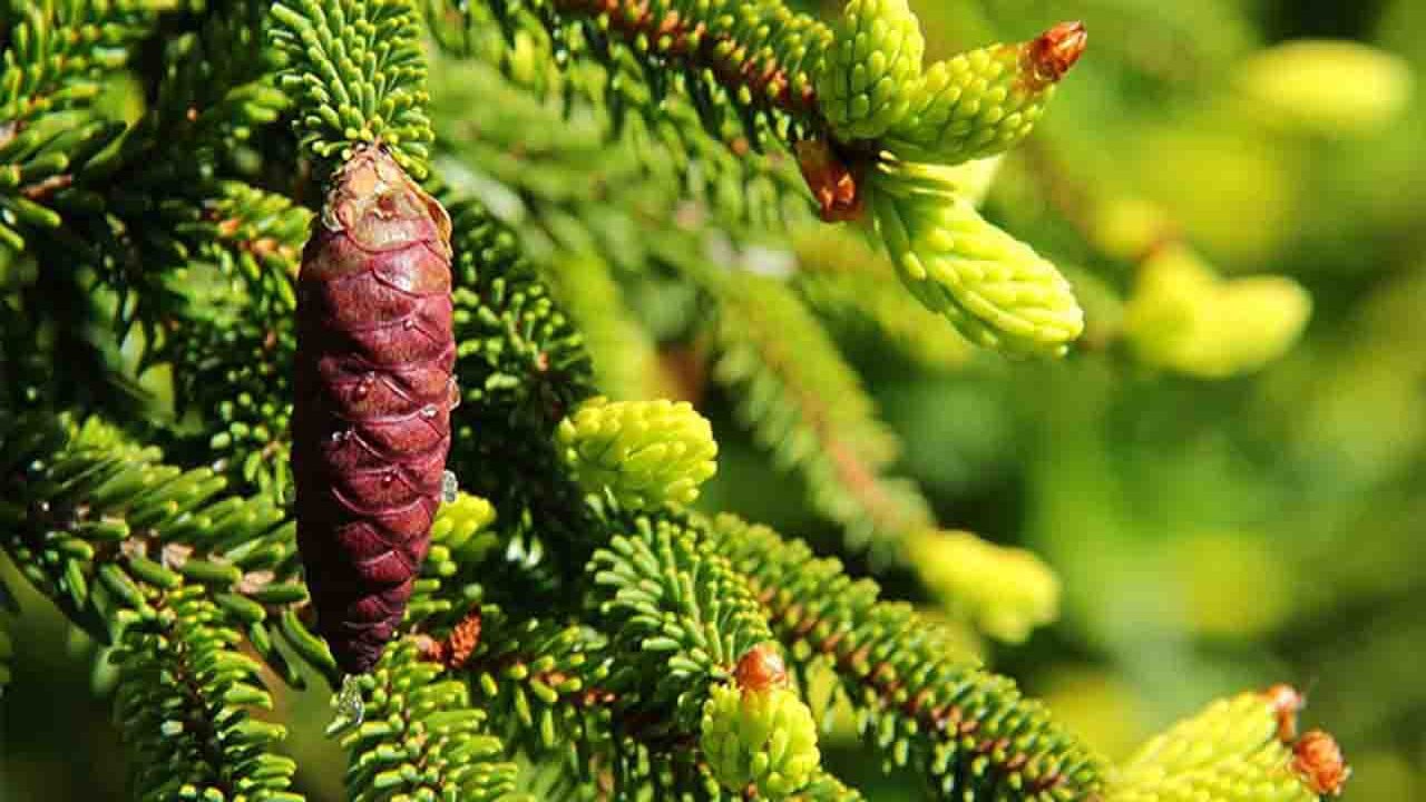 Rüyada Çam görmek ne anlama gelir?