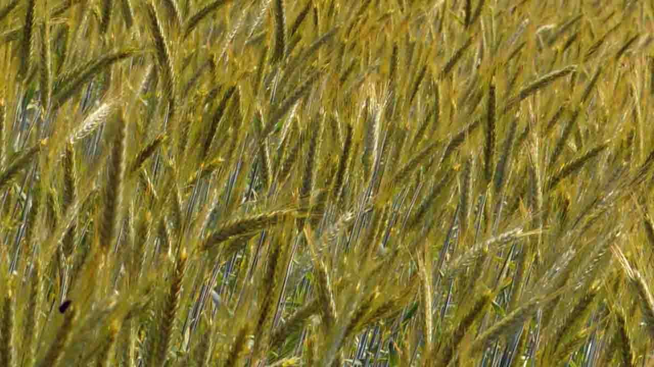 Rüyada Çavdar görmek ne anlama gelir?