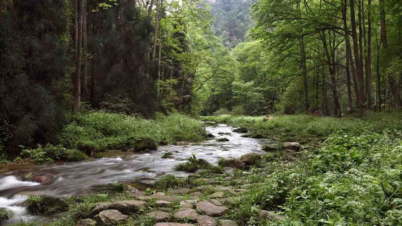 Rüyada Çay (Dere) görmek ne anlama gelir?