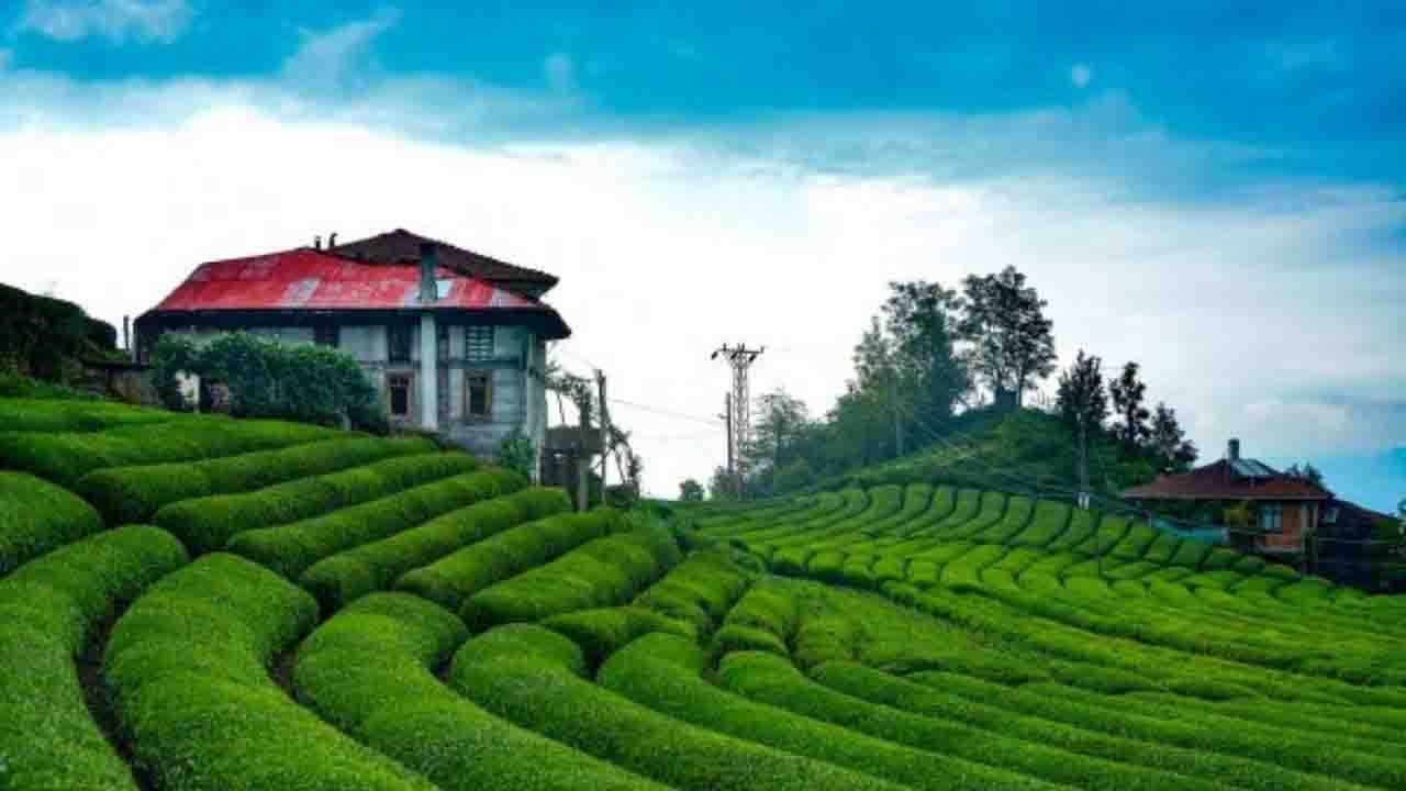 Rüyada Çay bahçesi görmek ne anlama gelir?