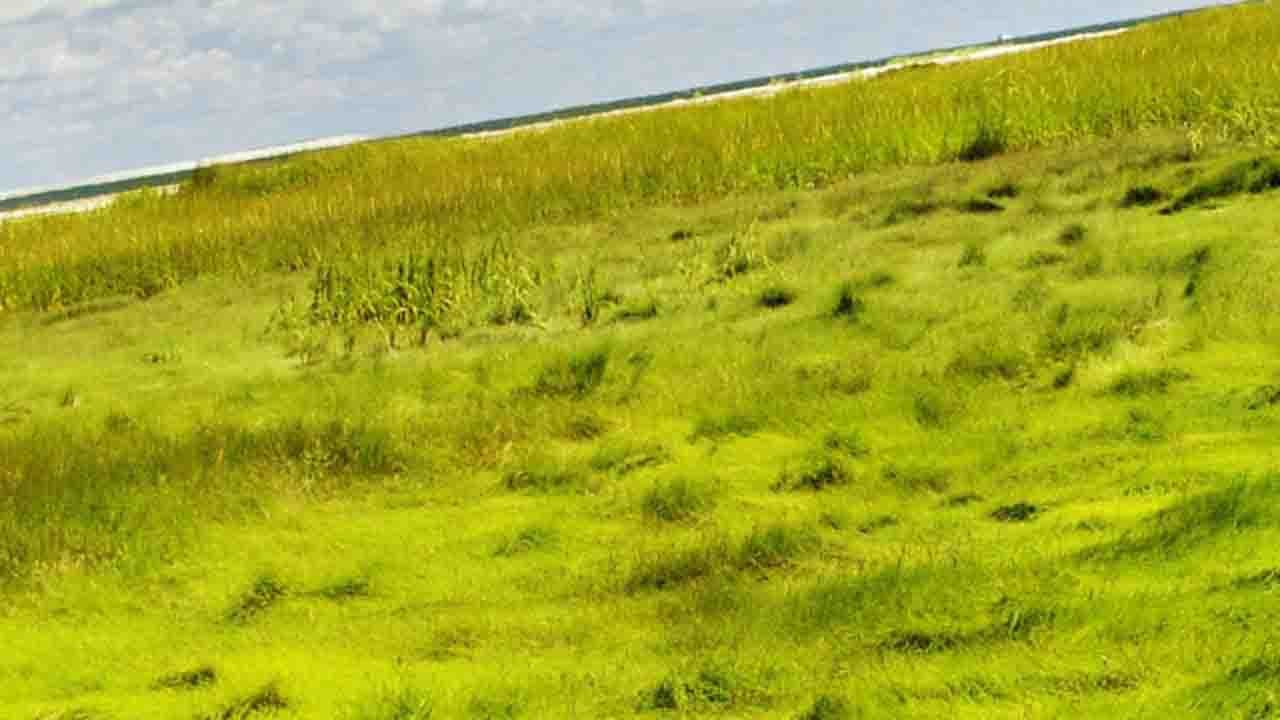 Rüyada Çayırlık-Çimenlik görmek ne anlama gelir?