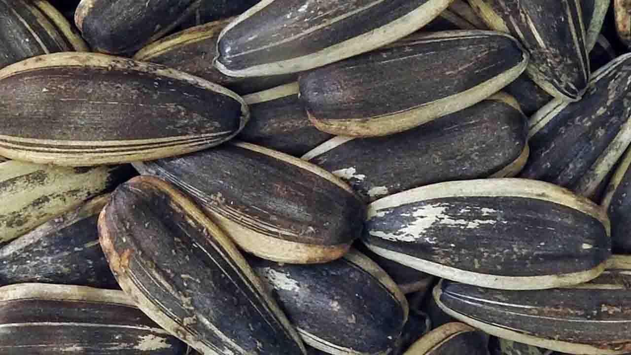 Rüyada Çekirdek görmek ne anlama gelir?