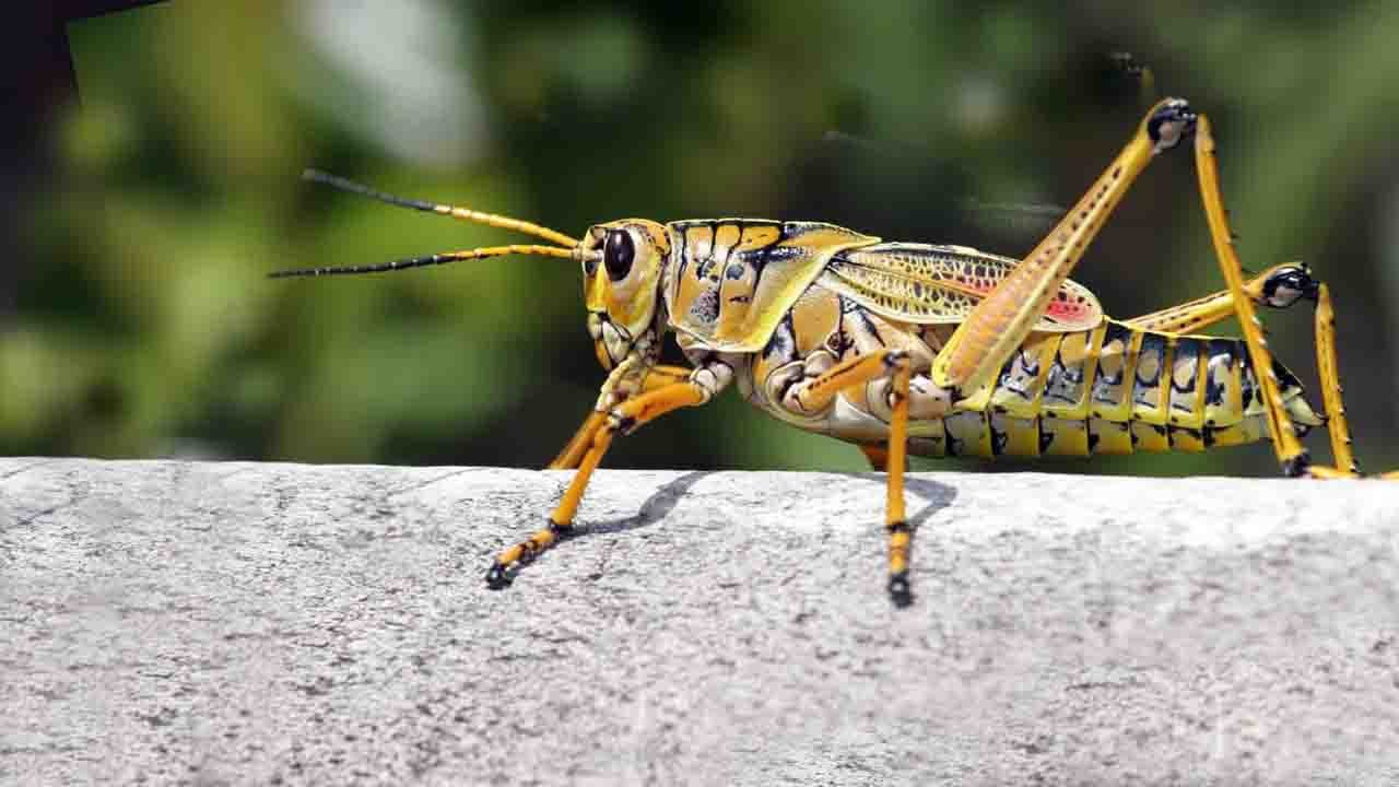 Rüyada Çekirge görmek ne anlama gelir?