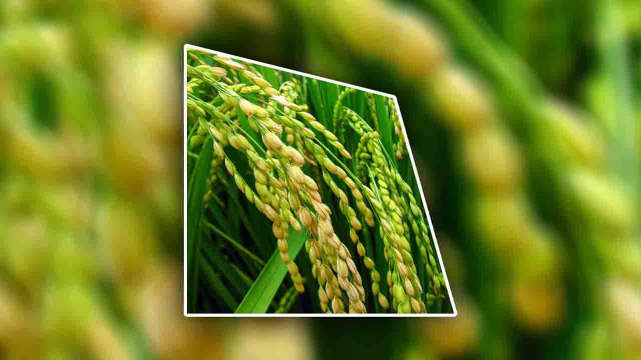 Rüyada Çeltik görmek ne anlama gelir?