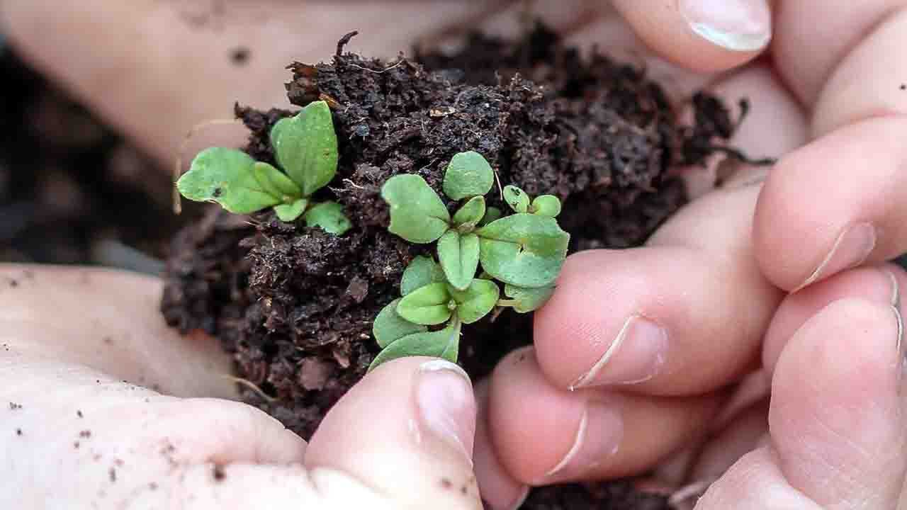 Rüyada Çiçek tohumu görmek ne anlama gelir?