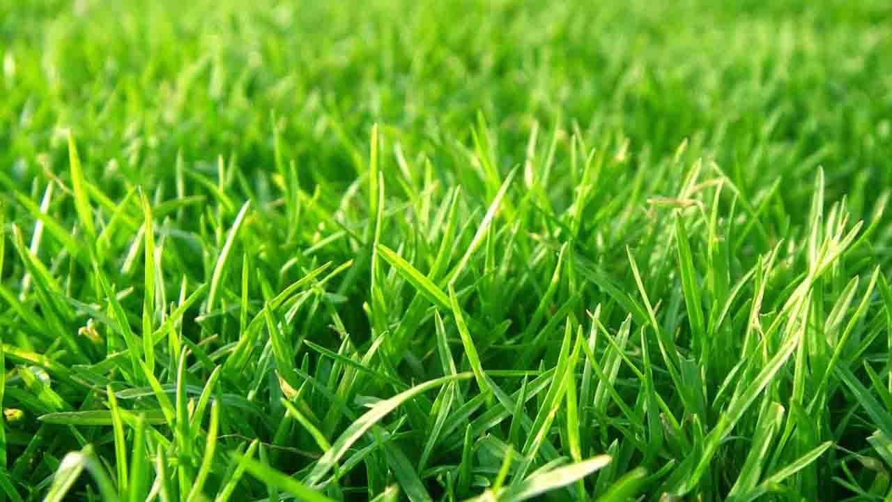 Rüyada Çimen görmek ne anlama gelir?