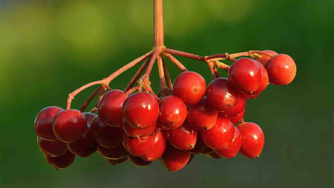 Rüyada Çitlembik görmek ne anlama gelir?