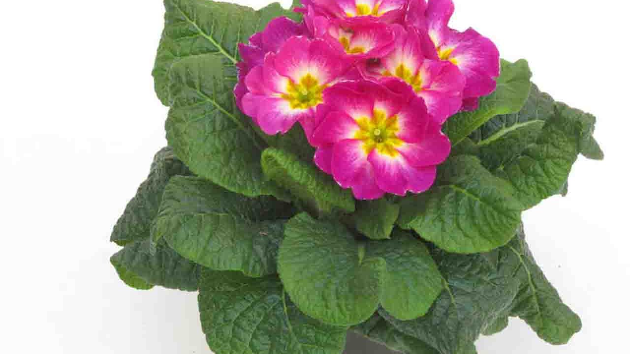 Rüyada Çuha görmek ne anlama gelir?