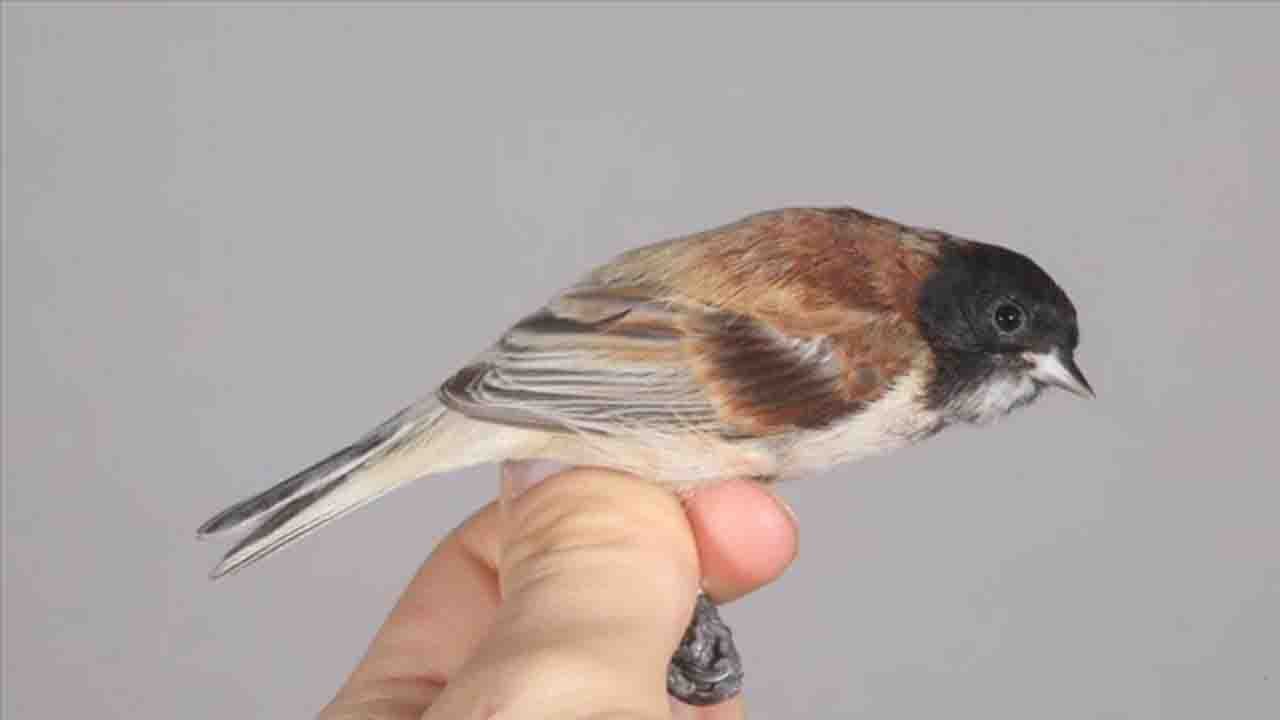 Rüyada Çulha görmek ne anlama gelir?