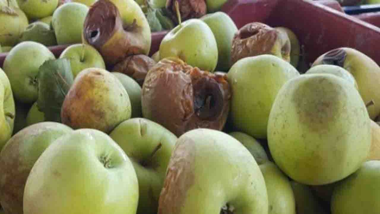 Rüyada Çürük görmek ne anlama gelir?