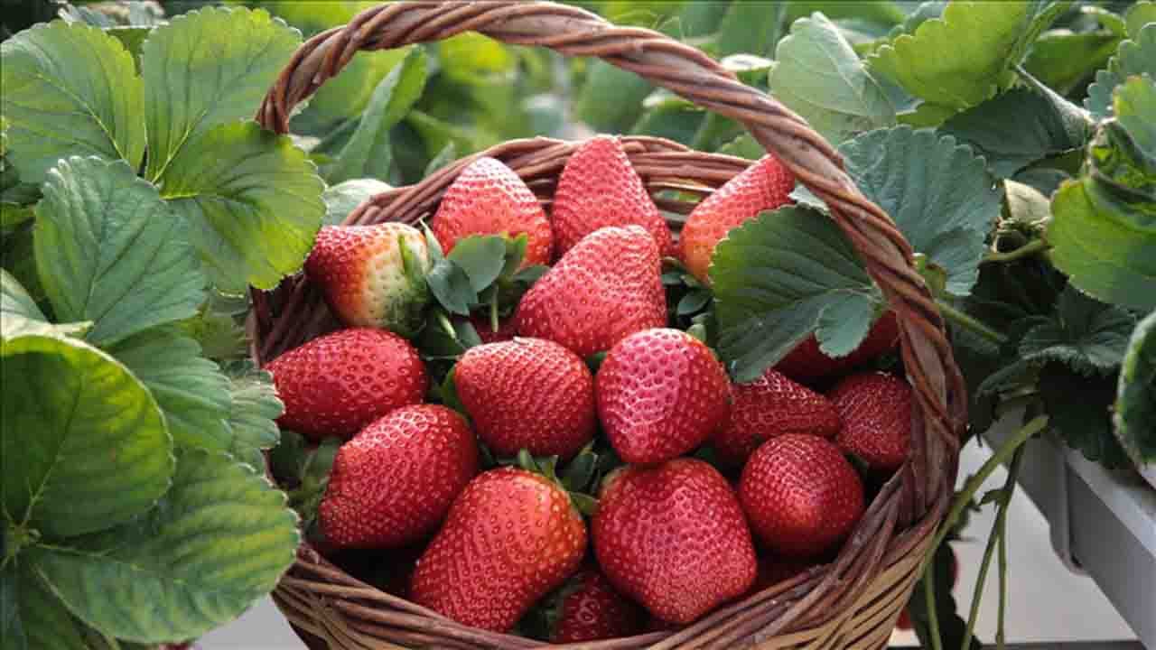 Rüyada Çilek görmek ne anlama gelir?