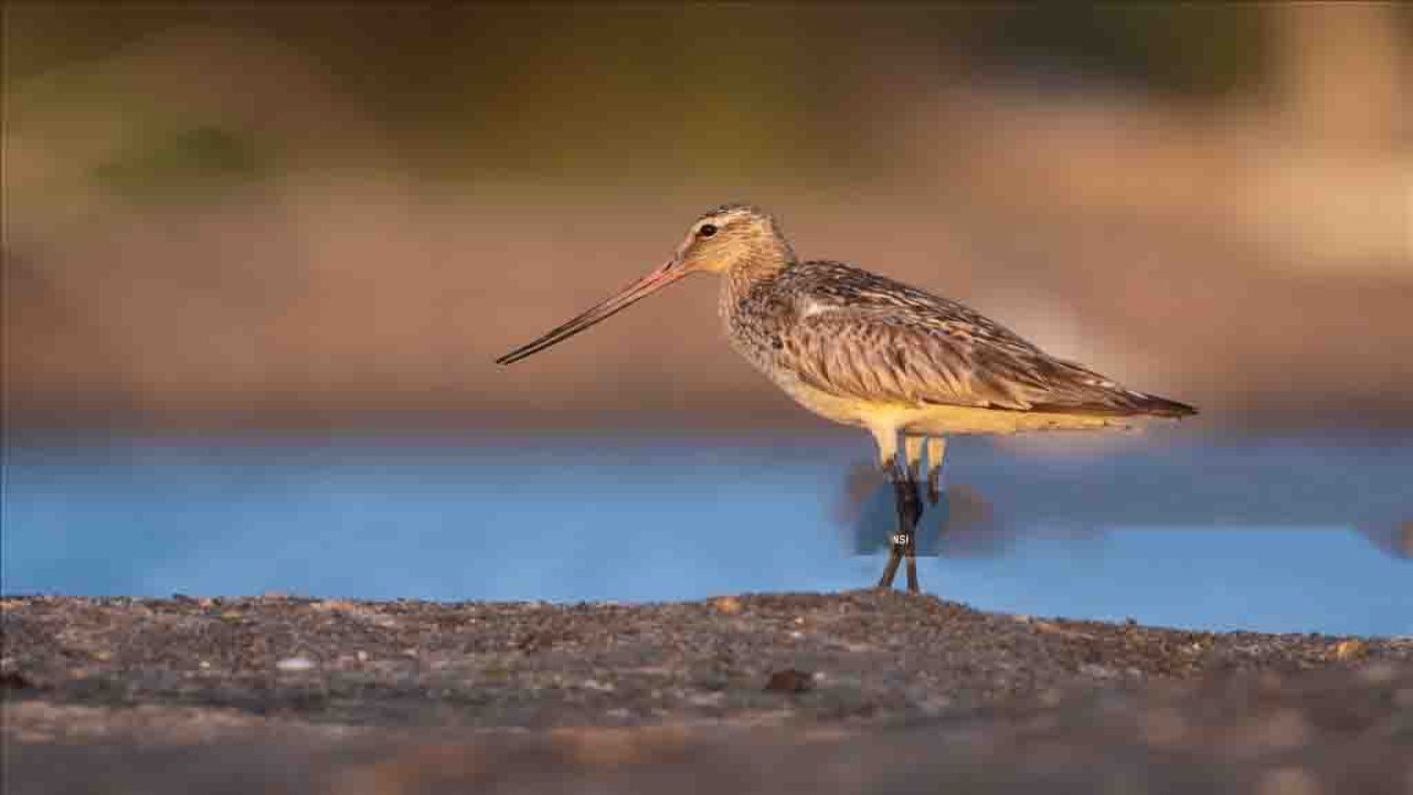 Rüyada Çulluk görmek ne anlama gelir?