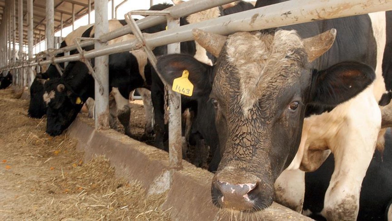 Rüyada Dana görmek ne anlama gelir?