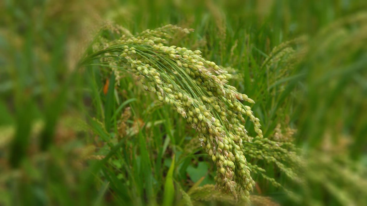 Rüyada Darı görmek ne anlama gelir?