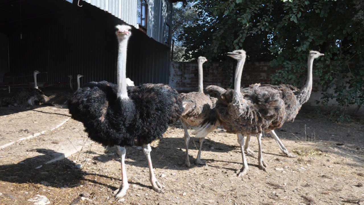 Rüyada Devekuşu görmek ne anlama gelir?