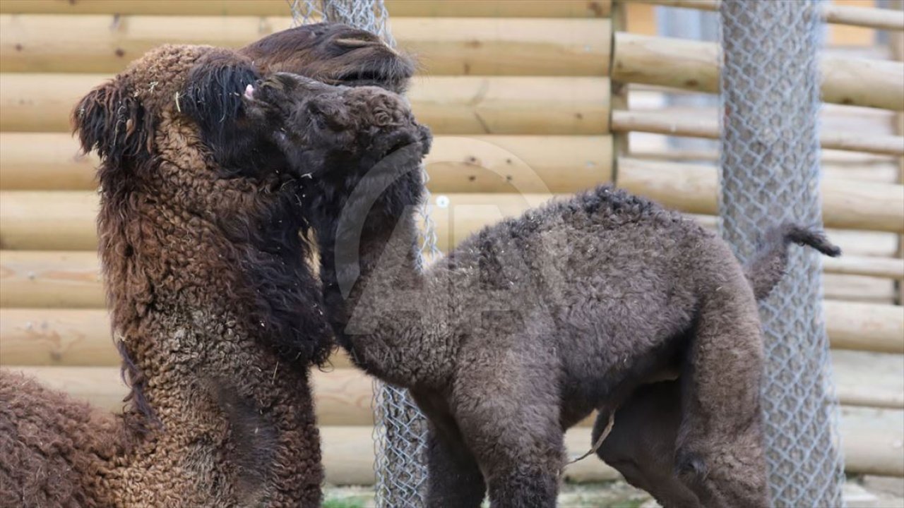 Rüyada Deve yavrusu görmek ne anlama gelir?