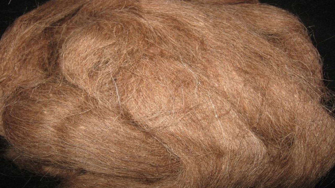 Rüyada Deve yünü görmek ne anlama gelir?