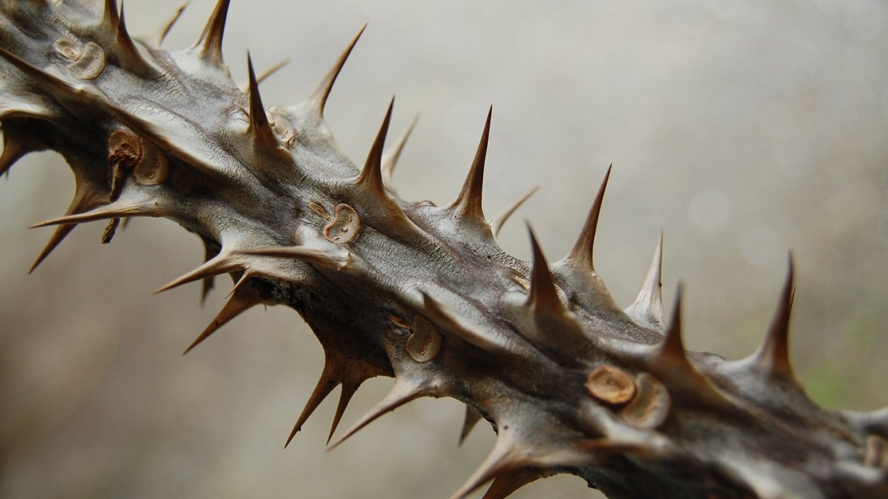 Rüyada Diken görmek ne anlama gelir?