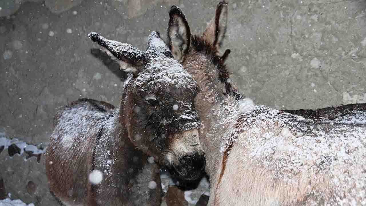 Rüyada Donmak görmek ne anlama gelir?
