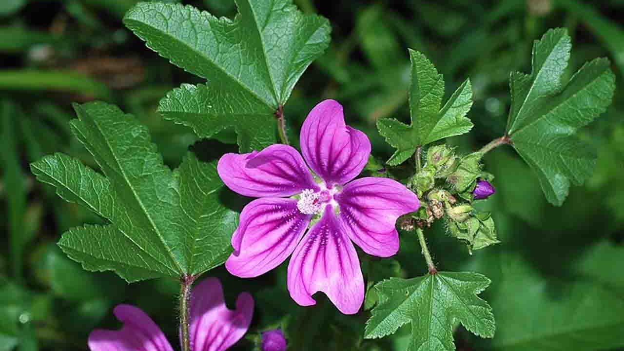 Rüyada Ebegümeci görmek ne anlama gelir?