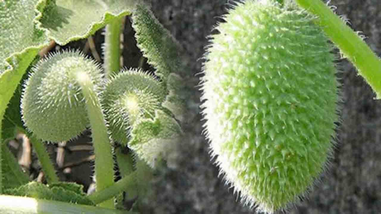 Rüyada Ebu Cehil Karpuzu görmek ne anlama gelir?