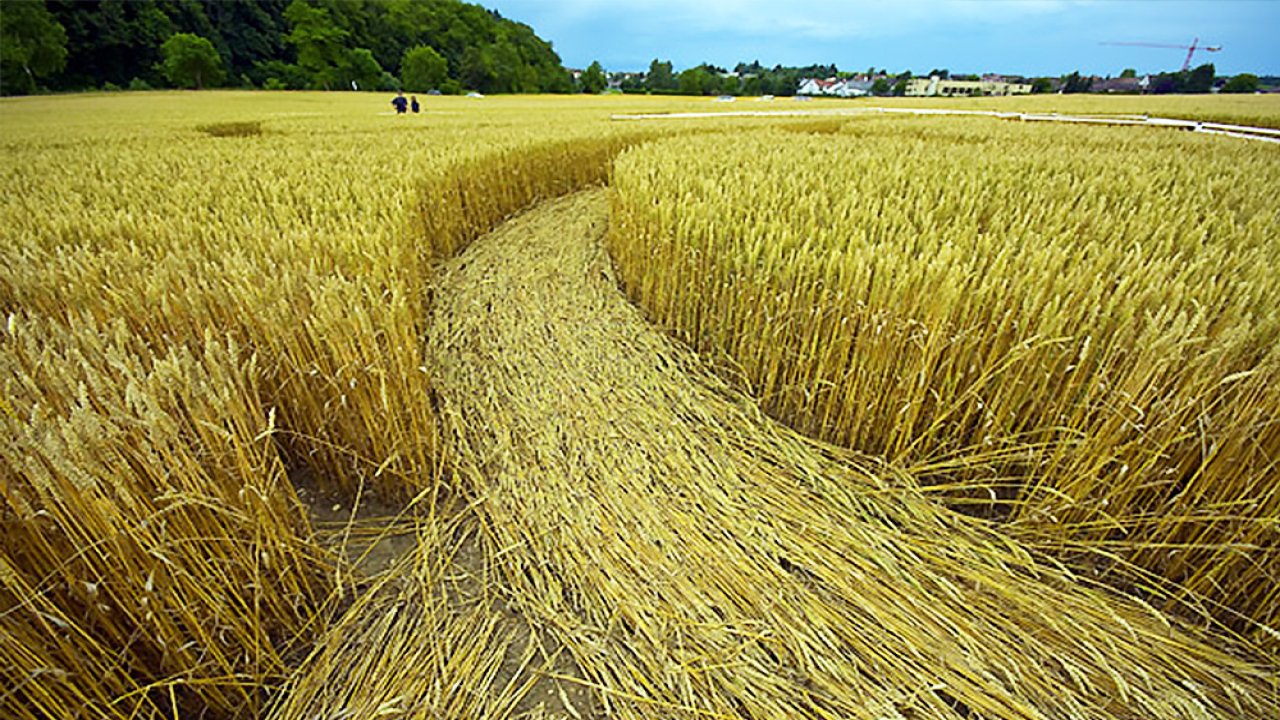 Rüyada Ekin görmek ne anlama gelir?