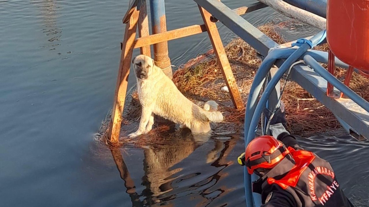 Kahramanmaraş’ta su kanalına düşen köpeğin imdadına itfaiye ekipleri yetişti