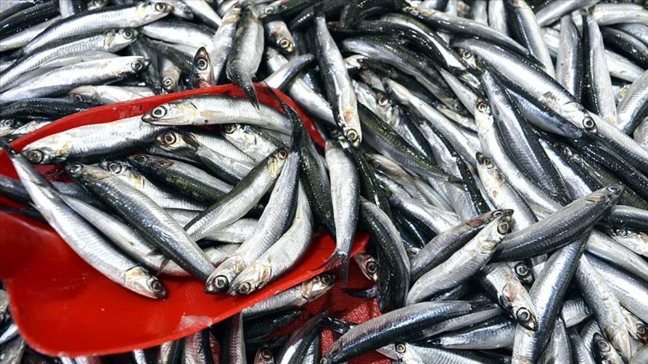 Rüyada Hamsi yemeyi görmek ne anlama gelir?