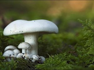 Aman bu Mantar'a dikkat!