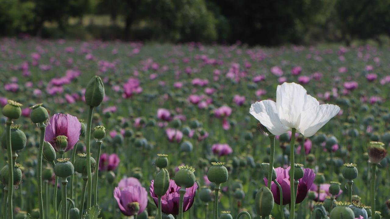 Rüyada Haşhaş çiçeği görmek ne anlama gelir?