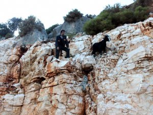 KADAK keçiler için iş başında