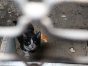 Yavru kedi 3 günlük esaretten kurtuldu