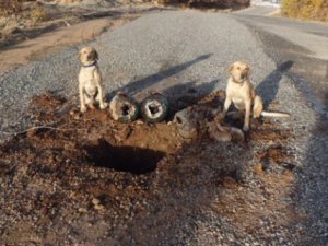 Pkk'ya ağır darbe! tam 5 ton...