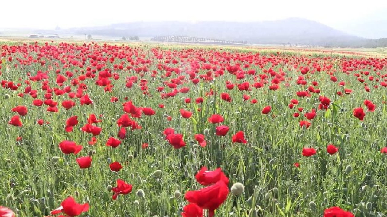 Kahramanmaraş'ta Sümbül ve Gelincikler Doğayı Süsledi