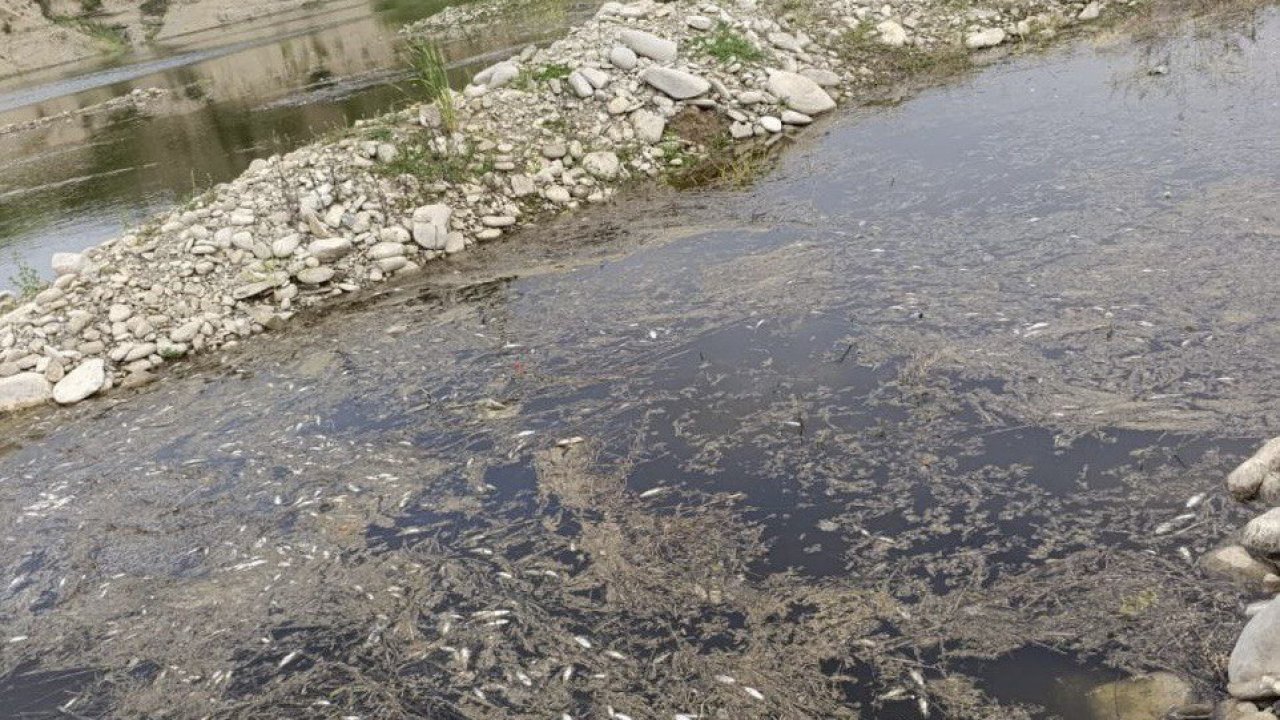 Kahramanmaraş’ta toplu balık ölümleri