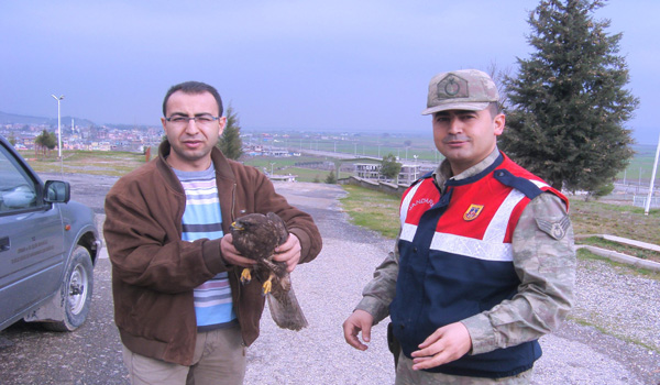 YARALI ŞAHİNİ JANDARMA KURTARDI