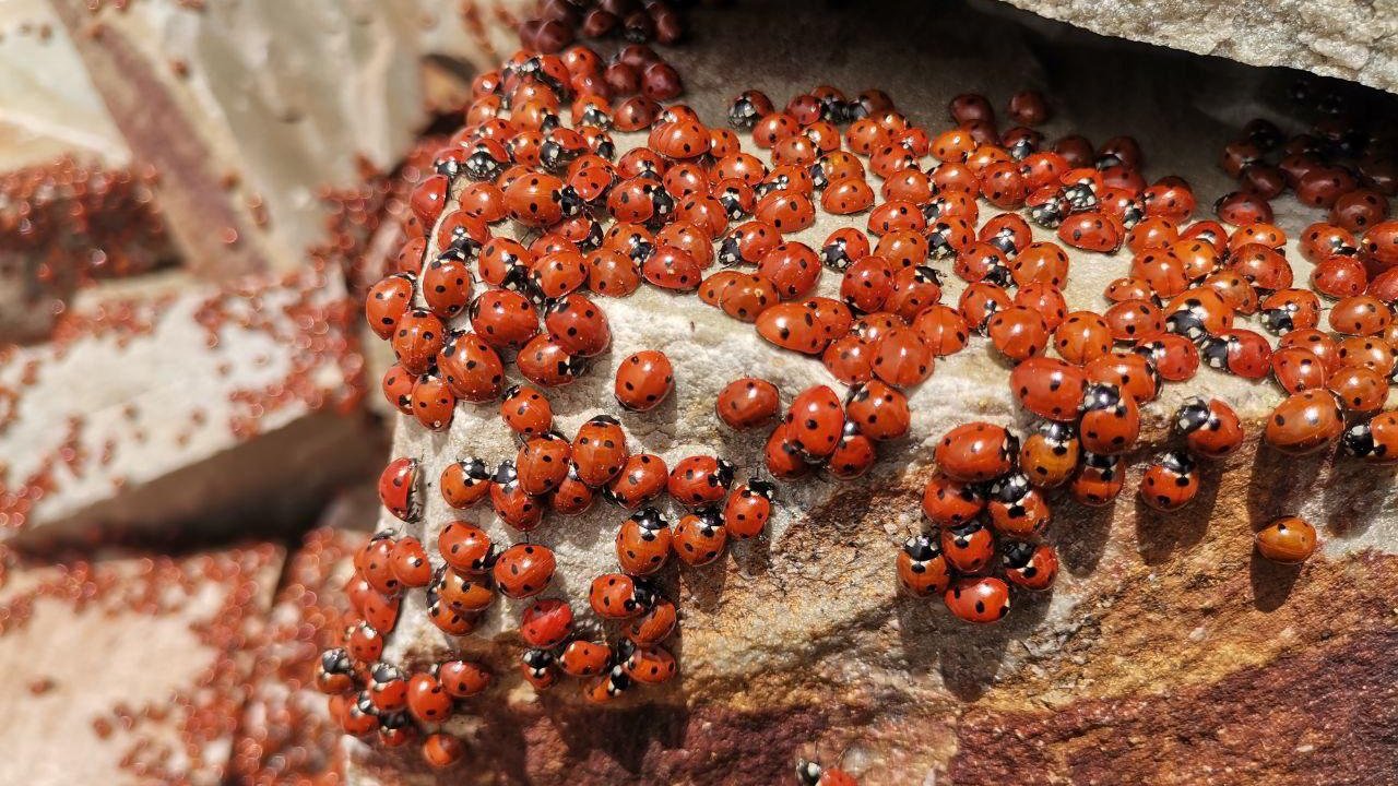 Kahramanmaraş  Uludazda Uğur Böcekleri Fotoğraflandı