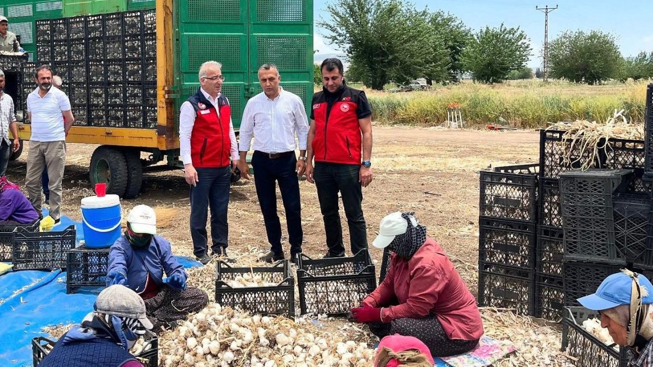 Kahramanmaraş’ta sarımsak hasadı başladı