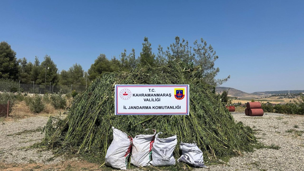 Kahramanmaraş'ta Mısır Tarlasına Gizlenmiş Kenevir Operasyonu: