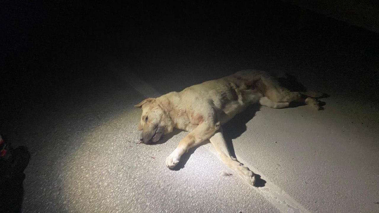 Kahramanmaraş’ta köpekleri zehirlediği iddiasıyla gözaltına alındı